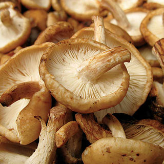 Mushroom Shiitake Fruiting Kit