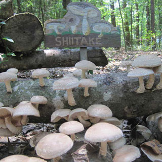 Mushroom Shittake Log Spawn Plugs (100)