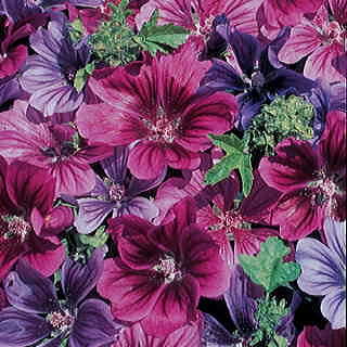 Mystic Merlin Hollyhock Mallow Seeds