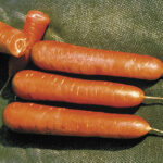 Nantes Organic Carrot Seeds 1