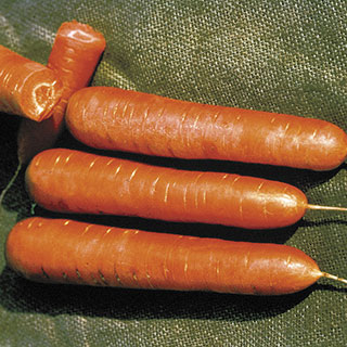 Nantes Organic Carrot Seeds