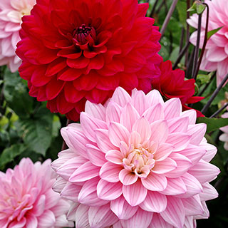 Naomi® and Prospero® Dahlia Mix