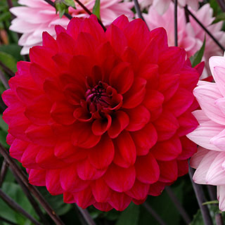 Naomi® and Prospero® Dahlia Mix