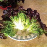 Navara Lettuce Seeds 1