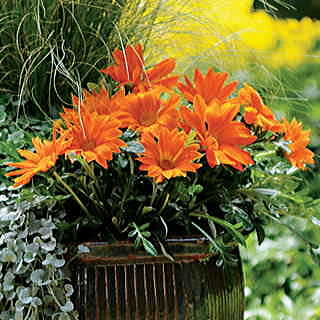 New Day Clear Orange Gazania Seeds