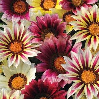 New Day® Strawberry Shortcake Mix Gazania Seeds