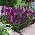 New Dimension Rose Salvia Seeds 1