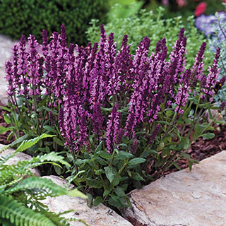 New Dimension Rose Salvia Seeds