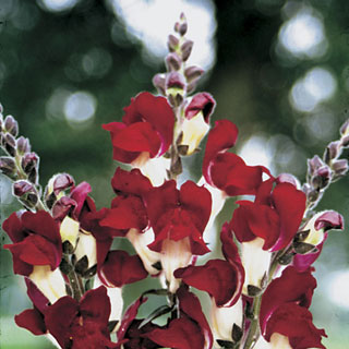 Night and Day Snapdragon Seeds