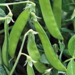 Norli Snow Pea Seeds 1