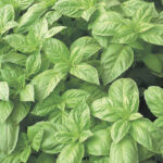 Nufar Hybrid Basil Seeds 1