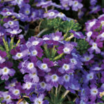 Obsession Twister Purple Verbena Seeds 1