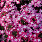 Obsession Twister Red Verbena Seeds 1