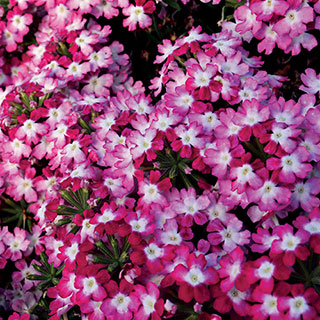 Obsession Twister Red Verbena Seeds