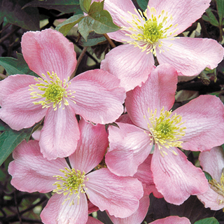 'Odorata' Clematis