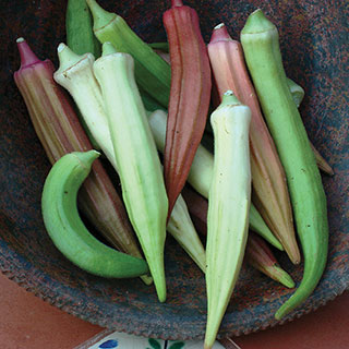 Okra Rainbow Fiesta