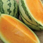 Orange Crisp Hybrid Watermelon Seeds 1