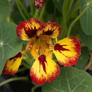 Orchid Flame Nasturtium Seeds