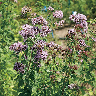 Oregano Seeds