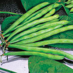 Organic Blue Lake FM-1 Pole Bean Seeds 1