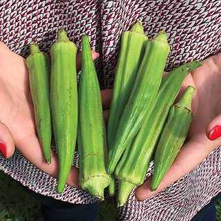 Organic Clemson Spineless 80 Okra Seeds