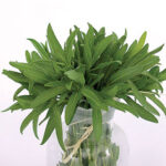 Organic Mexican Tarragon Seeds 1