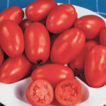 Organic Roma Tomato Seeds 1