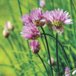 Organic20Chives20Seeds.jpg