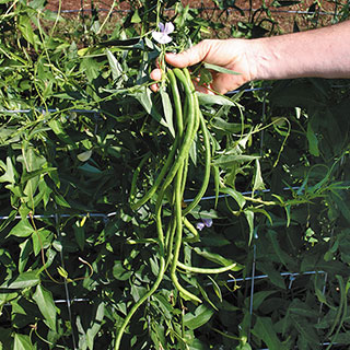 Orient Wonder Yardlong Bean Seeds