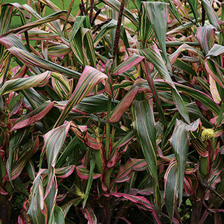 Ornamental Corn Pink Zebra