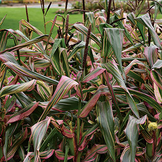 Ornamental Corn Pink Zebra