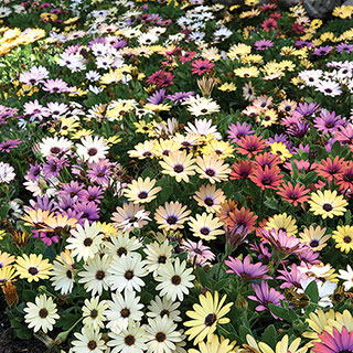 Osteospermum Akila Grand Canyon Mix