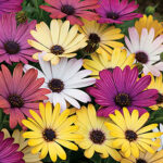 Osteospermum Akila Grand Canyon Mix 1