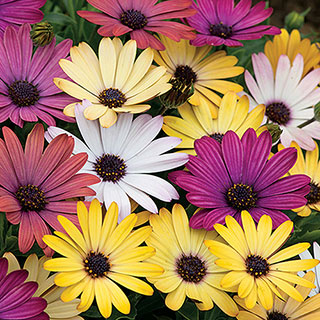 Osteospermum Akila Grand Canyon Mix