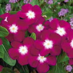 Pacifica Burgundy Halo Vinca Flower Seeds 1