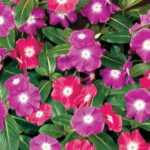 Pacifica Halo Mix Vinca Flower Seeds 1