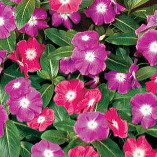 Pacifica Halo Mix Vinca Flower Seeds