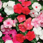 Pacifica Hybrid Mix Vinca Flower Seeds 1