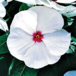 Pacifica Polka Dot Hybrid Vinca Flower Seeds 1