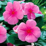 Pacifica Punch Hybrid Vinca Flower Seeds 1