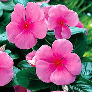 Pacifica Punch Hybrid Vinca Flower Seeds