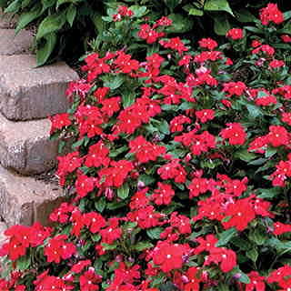 Pacifica Really Red Hybrid Vinca Flower Seeds