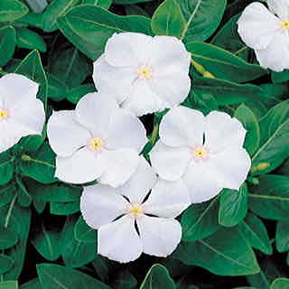 Pacifica White Hybrid Vinca Flower Seeds