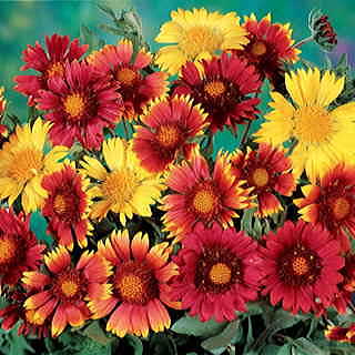 Painter's Palette Blanket Flower Seeds