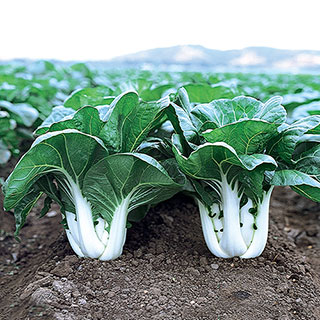 Pak Choi Joi Choi Hybrid