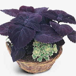 Palisandra Giant Exhibition Coleus Seeds