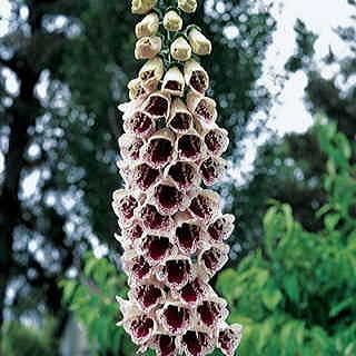 Pam's Choice Foxglove Seeds