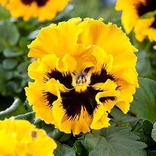 Pansy Flirty Skirts Yellow