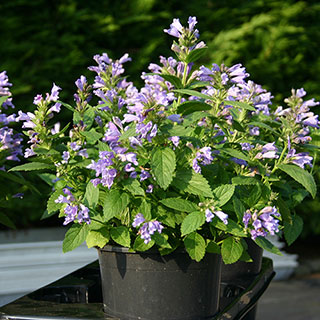 Panther Dark Blue Japanese Catmint Seeds