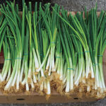 Parade Green Onion Seeds 1
